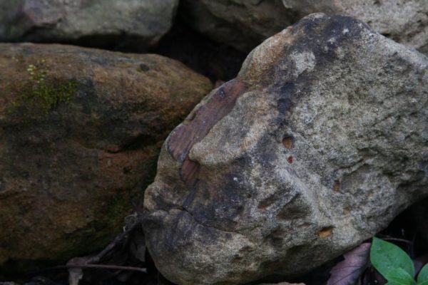 Fossil in the rock.