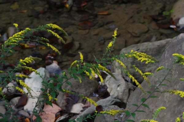 Goldenrods never seem bothered by the droughts.