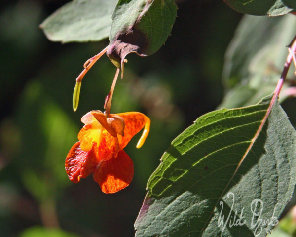 Orange spotted jewelweed