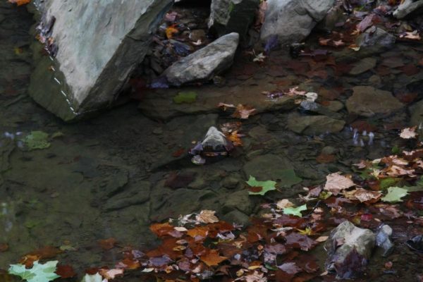 The creek isn't flowing anymore and leaves are filling up the small pools.