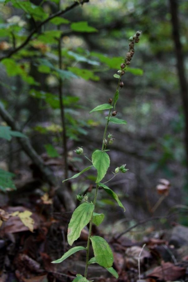 Lobelia inflata with swollen seedpods.