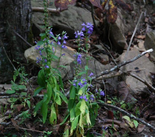 Droopy great blue lobelia.