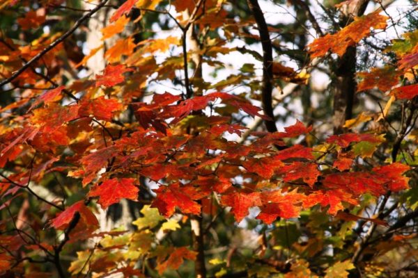 October color in the Ozarks can be quite spectacular. Here's one of the maple trees along the driveway.