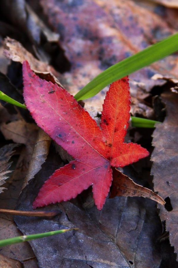 A red sweet gum leaf by the gate.