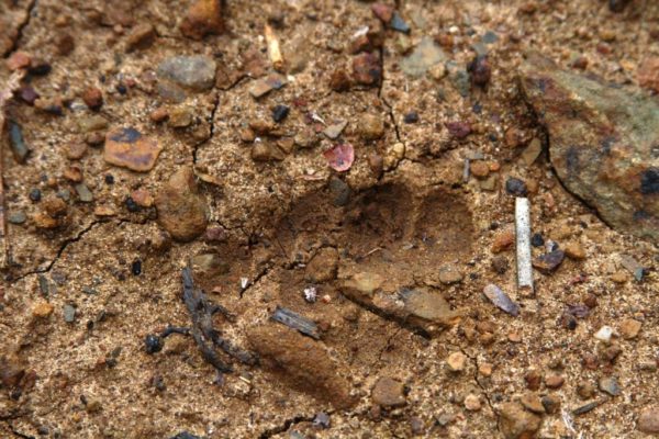 Baby bear track or a little bigfoot.