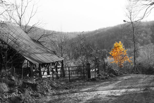 "Cherry Leaves in Late Fall"