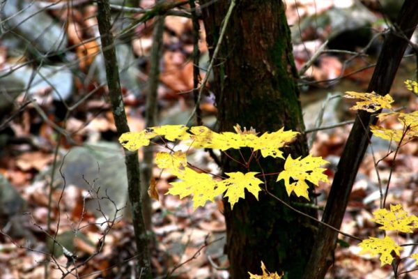 Maples are turning gold.