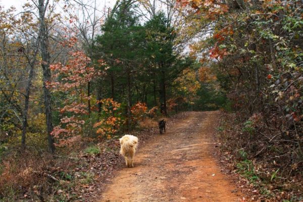 Badger and Bobbie Sue leading the way down the driveway for my treasure hunt.