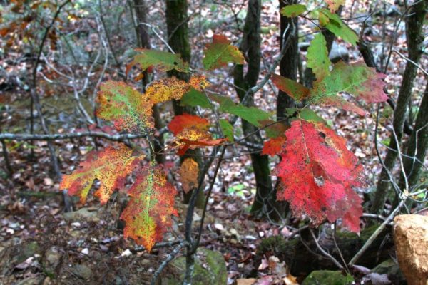 The oak leaves are turning red.