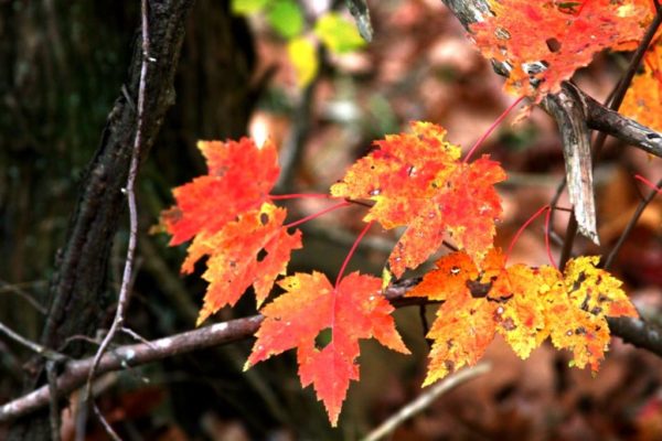 And maples are turning red.