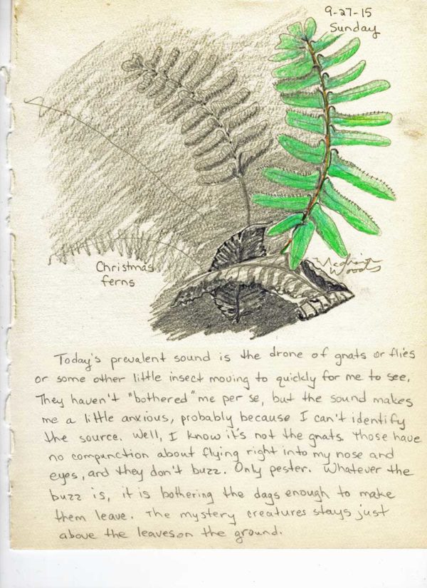 Nature journal entry Day 7 Christmas Fern