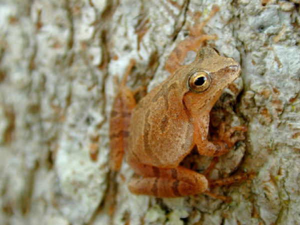 A spring peeper. Something I've often heard but never seen.