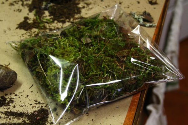 A bag of moss.