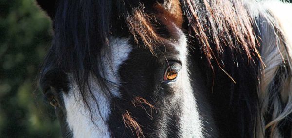 Comanche's Lovely Eyes are on products at RedBubble.