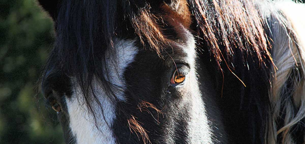 Comanche's Lovely Eyes are on products at RedBubble, too.