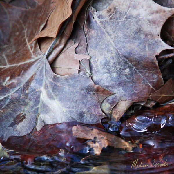 Ice gathering on leaves at water's edge.