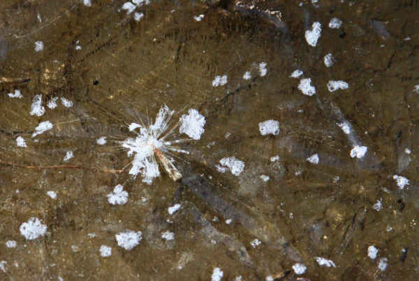 The ice crystals around a small piece of debris.