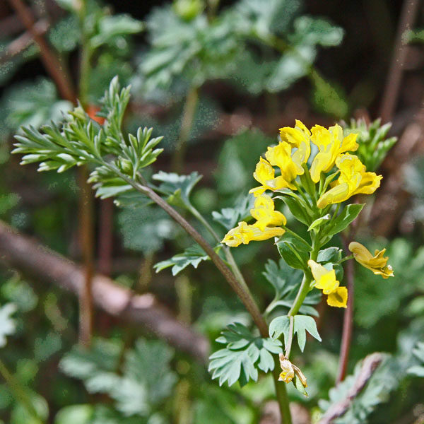 Yellow Corydalis (Corydalis flavula) is one of the first of the native flowers to bloom at Wild Ozark.