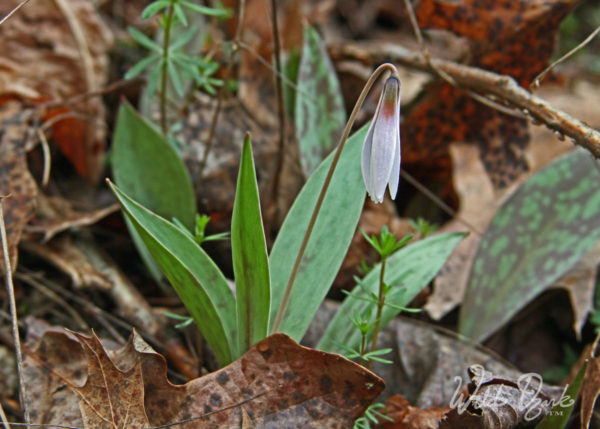 One of my favorite native flowers of the Ozarks, Pale Trout Lily (Erythronium albidum)