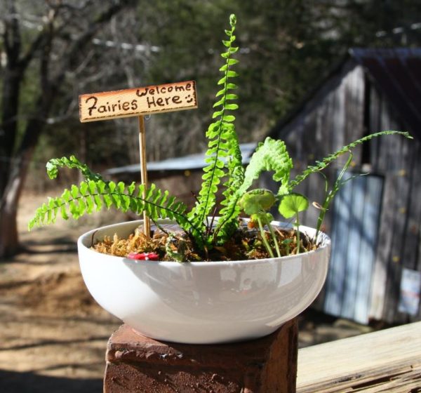 Here's one of the Bowl Terrariums with a maturing Ebony Spleenwort growing in it.