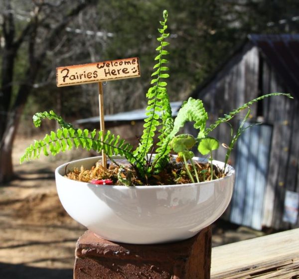 Here's one of the Bowl Terrariums with a maturing Ebony Spleenwort growing in it. 