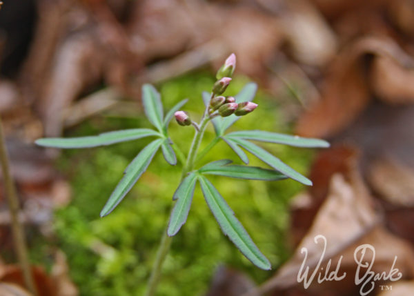 Cutleaf Toothwort (Cardamine concatenate)