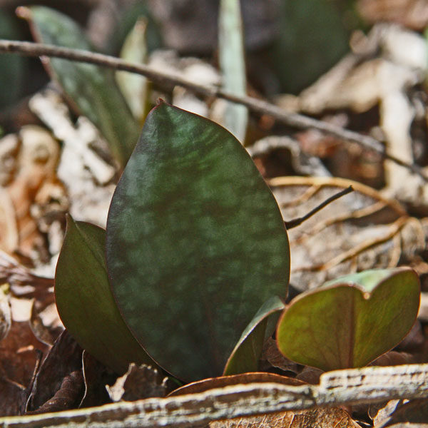 Yellow Trout Lily (Erythronium americanum)