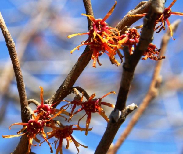 Vernal Witch Hazel flowers