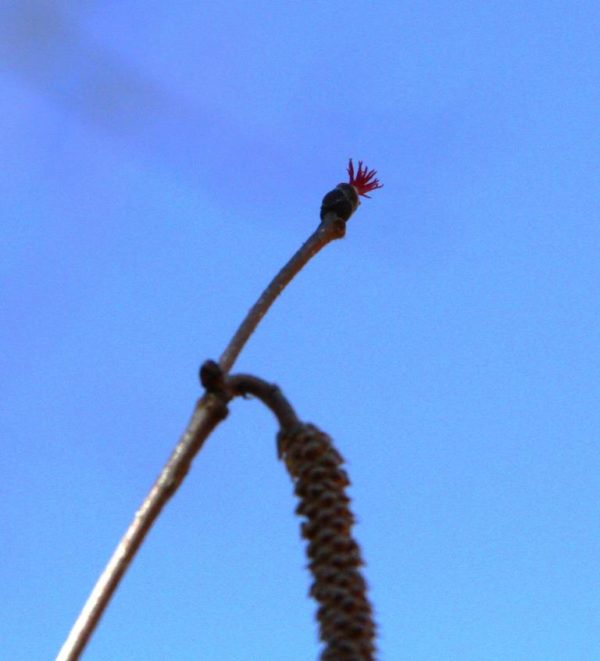 Male and female flower of the American hazelnut. The female is that tiny little frilly thing at the tip end of the branch.