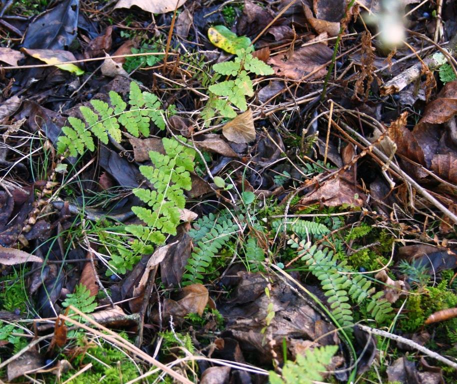 Spleenwort in the Wild Ozark woods