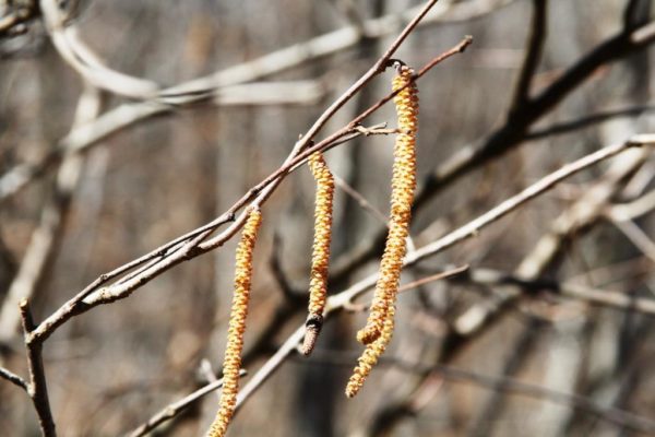 Male flowers of the American hazelnut (Corylus americana)