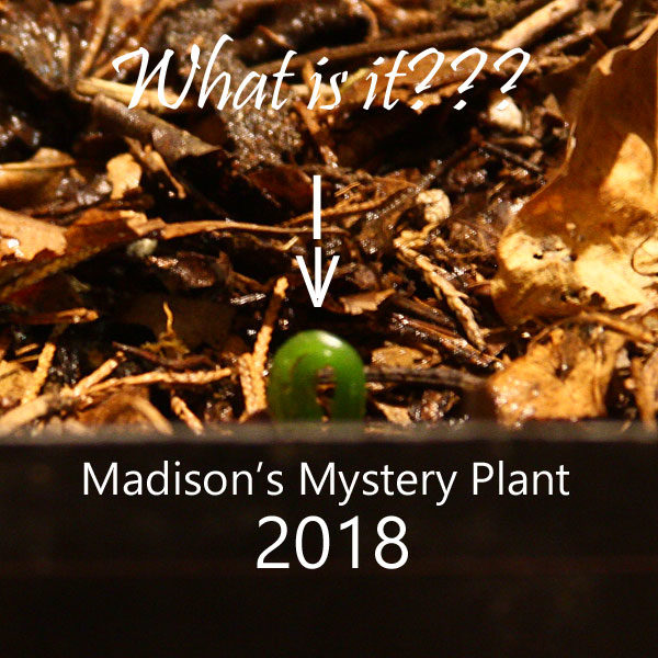 Madison's Mystery Plant