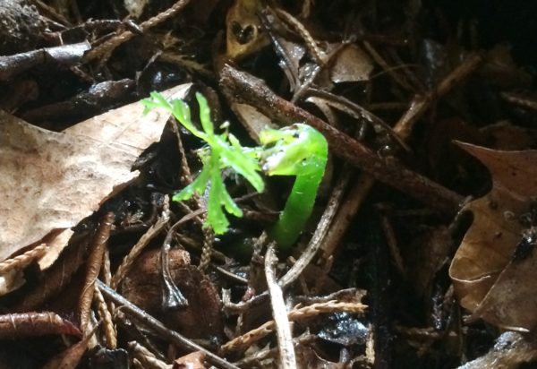 I still don't know what it is, but it's beginning to look more and more like perhaps a rattlesnake fern.