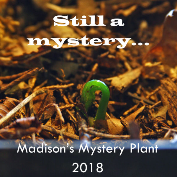 Still watching my mystery plant unfurl. 
