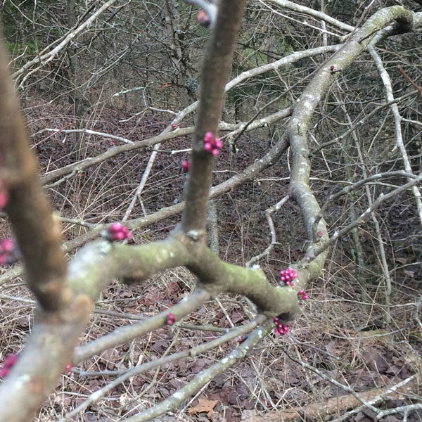 Redbud buds. The flowers bud out and bloom on this tree before the leaves even begin to swell.