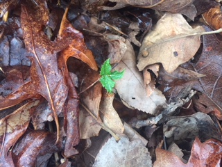 Ginseng seedlings coming up early in Yellville