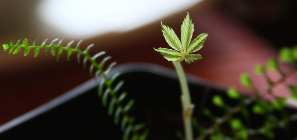 Virginia Creeper Seedling in my Ebony Spleenwort Fern