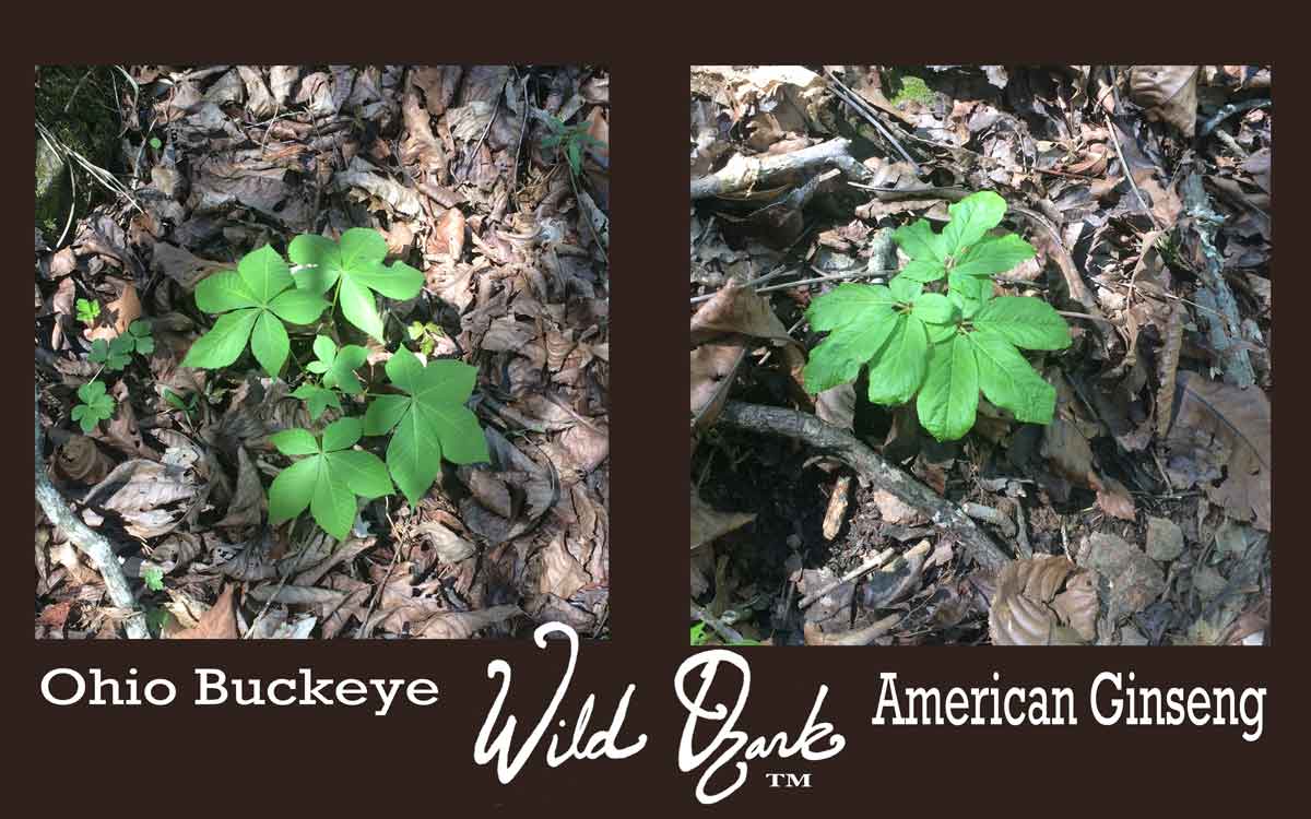 Learning the Difference: Ginseng or Buckeye?