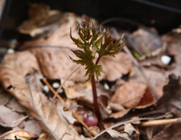 One of the black cohosh plants unfurling. Notice the flowering stem bud down at the base.