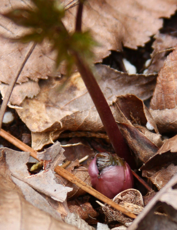 This bud at the base is where the black cohosh flowering stem will rise from. You can see it's getting ready to emerge.