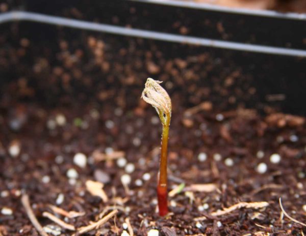 One of the black cohosh from a smaller cutting. It probably won't bloom for another year or two.