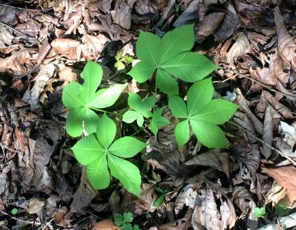 A common ginseng mis-identification culprit: Ohio buckeye