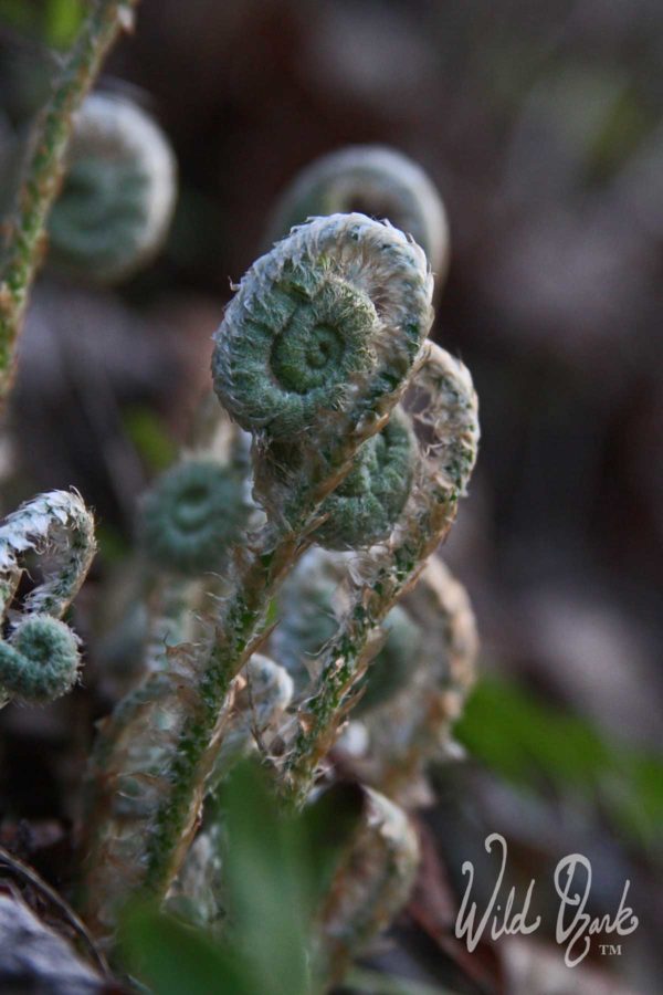 Enjoy nature - take a walk in the woods and you'll find these fiddleheads of the Christmas fern unfurling in spring.
