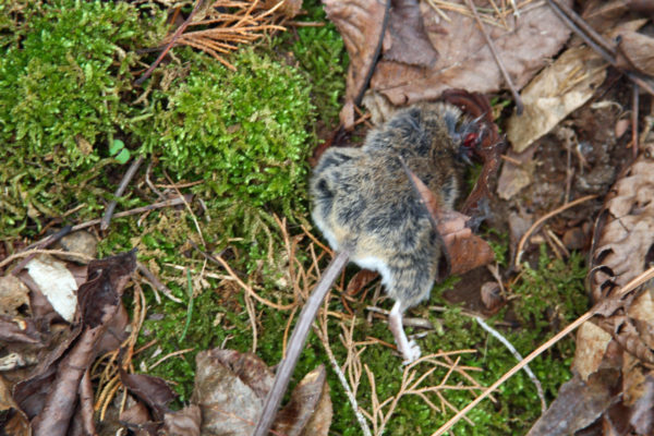 Bad news for the mouse. Something snacked on its head early this morning.