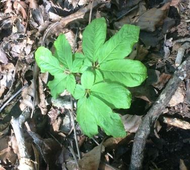 On each palmate leaf, ginseng's lower two leaves are much smaller than the other three.