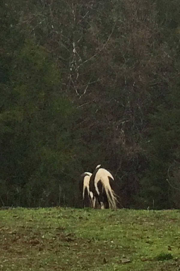 Photo from my post on finding the horses. 