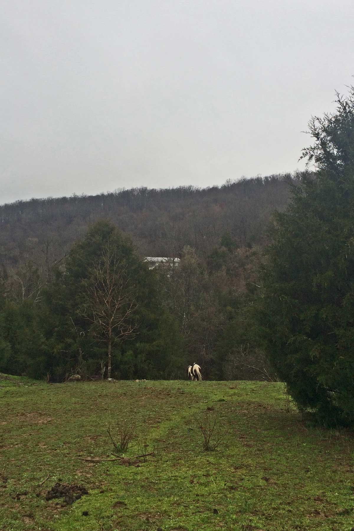 The horses heading toward the front gate now that the back gate was closed.