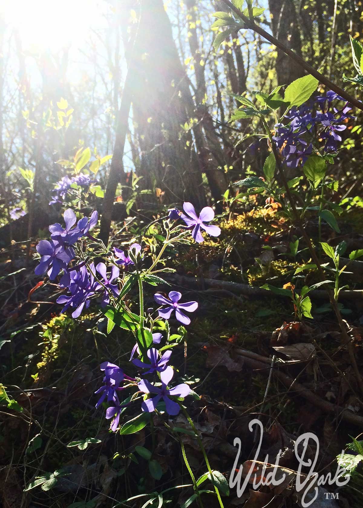 A joyful splash of color from the purple phlox blooming right now in the Ozarks.