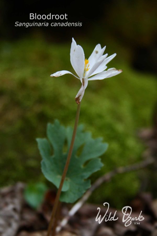 A bloodroot flower tattered from the recent rains.