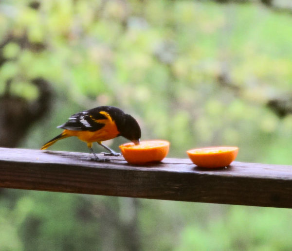Orioles at Orange Slices, Bird in the Chimney Wild Ozark™